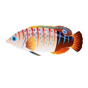 Brown Tail Lined Wrasse